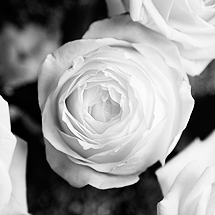 Martin Bignell Wedding and Portrait Photographs
